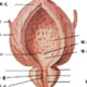 前列腺科简介