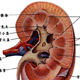 泌尿科简介